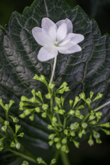 額紫陽花。。。白一輪