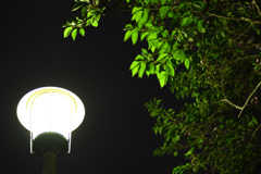 マンションの常夜灯に浮かぶ木立
