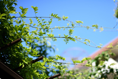 春風に舞う藤の蔦_20190526