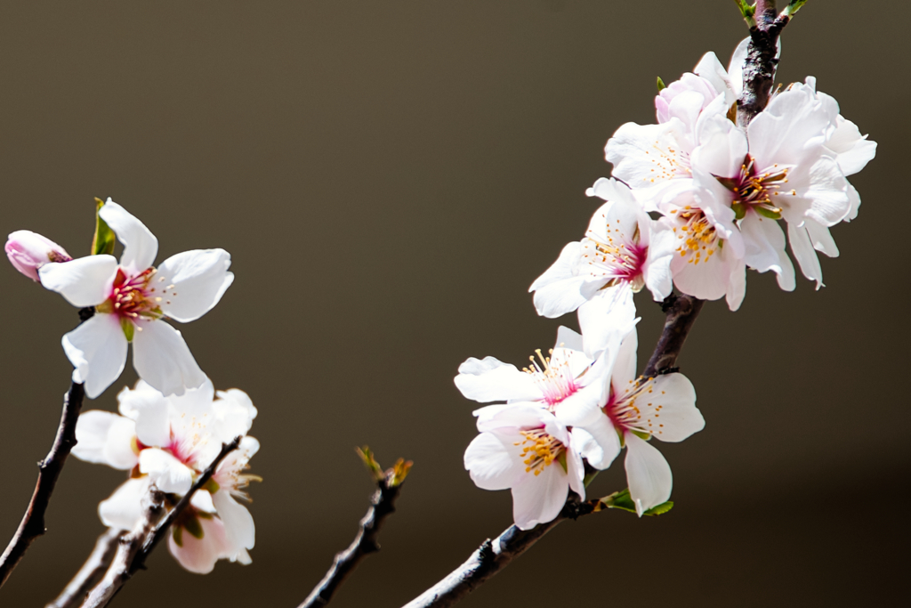 開花しました。。。