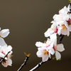開花しました。。。