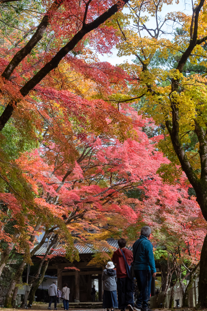 紅葉の下で