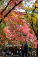 紅葉の下で