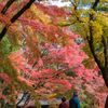 紅葉の下で