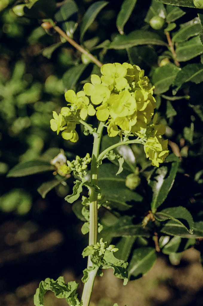 またまた菜の花一輪