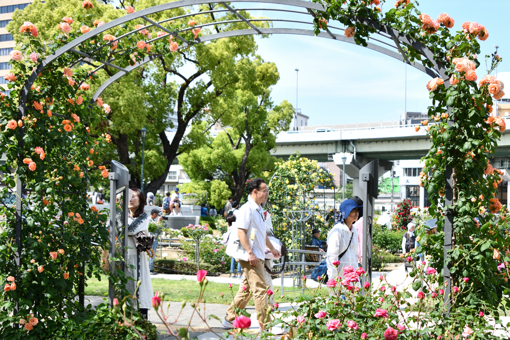 中之島バラ園 (7)