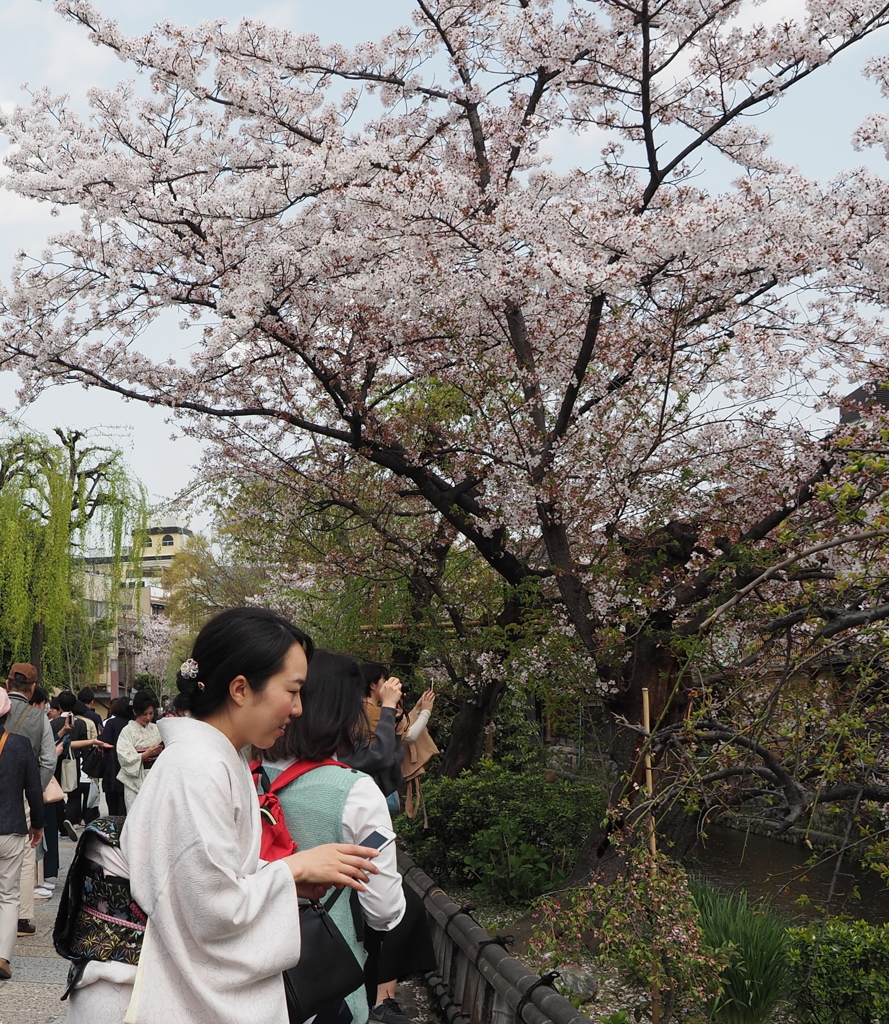 祇園白川04_花より。。。
