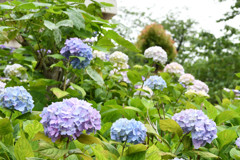 紫陽花ボンボン