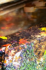 手水の紅葉