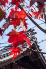 屋根をバックに真っ赤