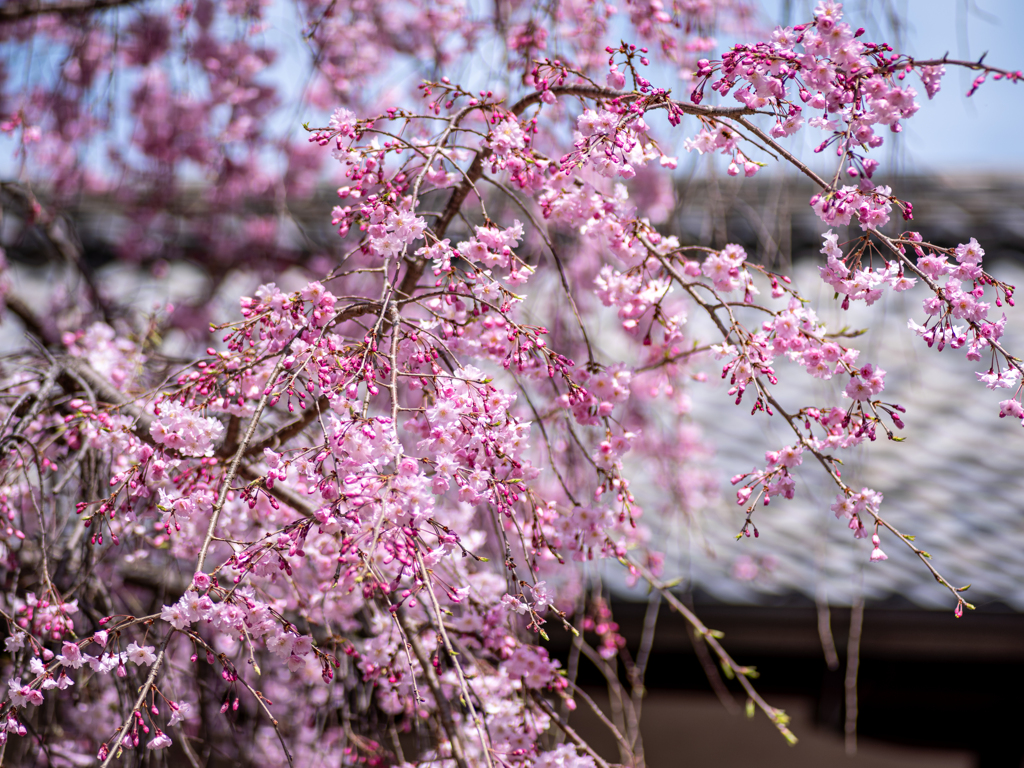 醍醐寺　三宝院　枝垂桜（１）