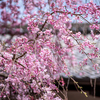醍醐寺　三宝院　枝垂桜（１）