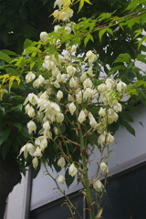 華やかに