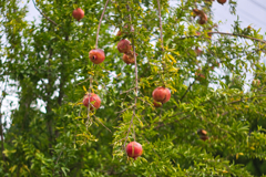 もう啄ばまれてる。。。