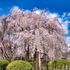 祇園枝垂れ桜（４）