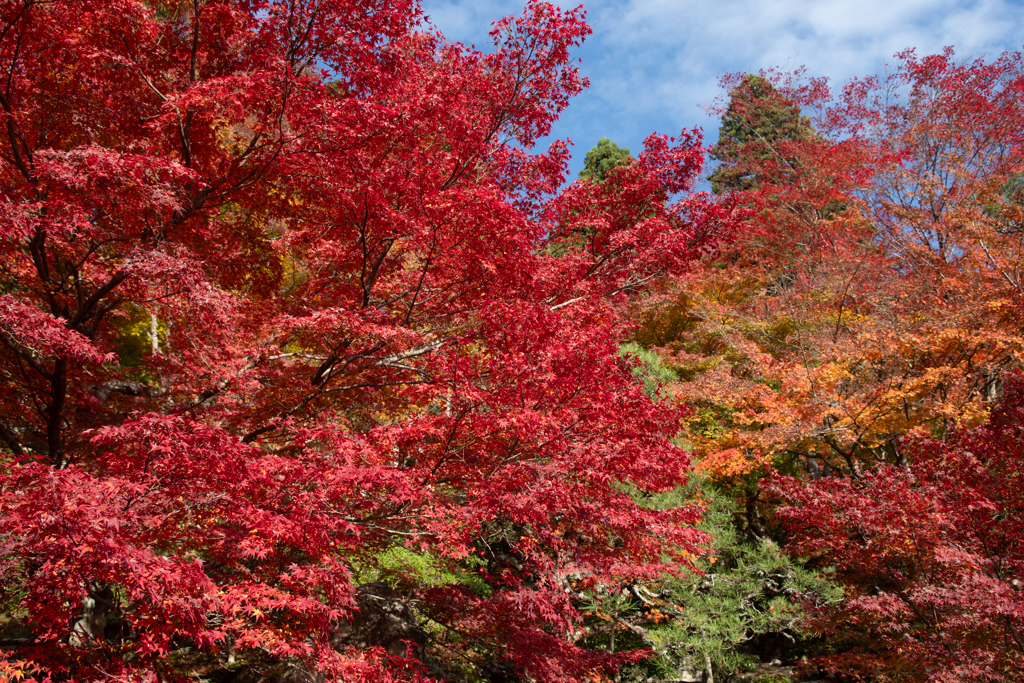 真っ赤に燃える