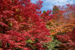 真っ赤に燃える