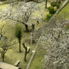 あ、桜が。。。