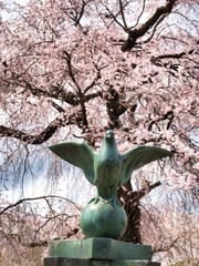 祇園枝垂れ桜（２）