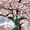 祇園枝垂れ桜（２）