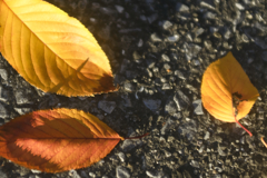 表は茶、裏は黄。