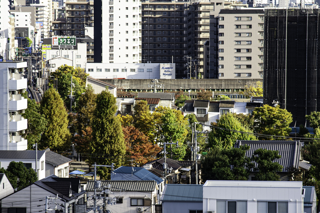 地元の公園も紅葉が（１）