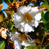 白い花・・・山茶花
