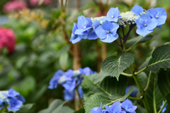 マンションの額紫陽花