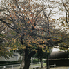 紅葉の桜木