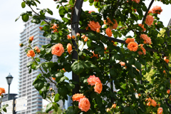 中之島バラ園 (4)