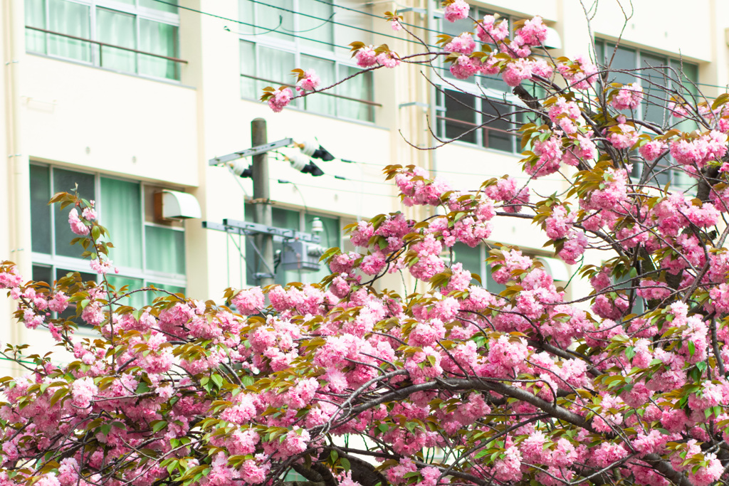 校舎の窓に八重桜が。。。