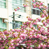 校舎の窓に八重桜が。。。