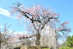 ああー、祇園枝垂桜。。。