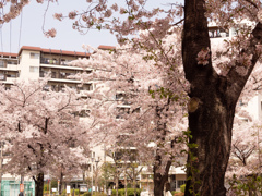 マンションの桜並木（２）