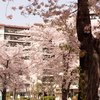マンションの桜並木（２）