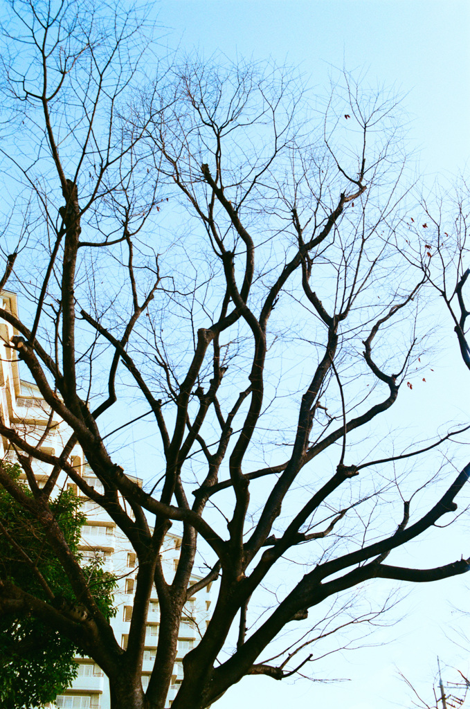 ケヤキ、今は裸。