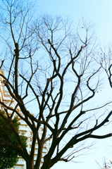 ケヤキ、今は裸。