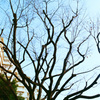 ケヤキ、今は裸。