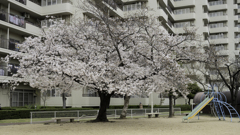 公園の桜葉もう七分咲き。