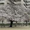 公園の桜葉もう七分咲き。