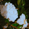 山茶花、白い
