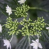 額紫陽花。。。白い金平糖