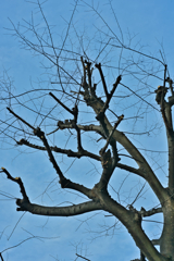 ケヤキ、空に向かい。