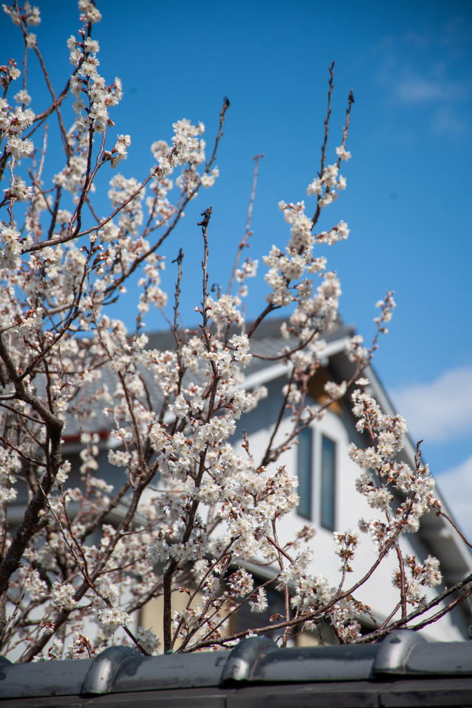 寺の桜は満開