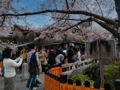 巽橋_誰しも桜を撮す。。。