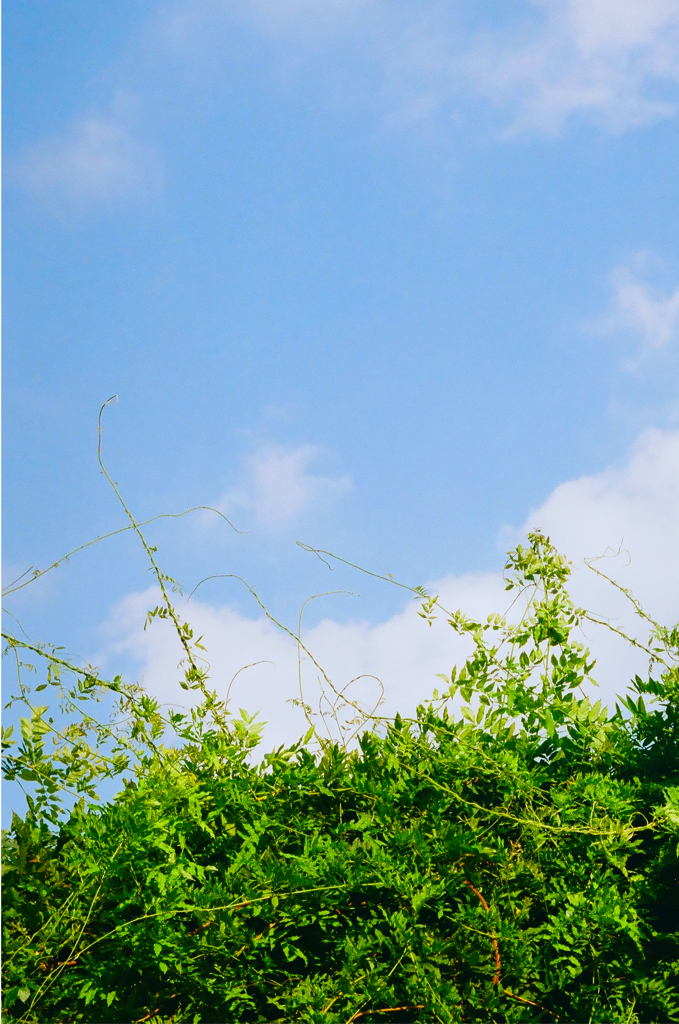 空に向かい