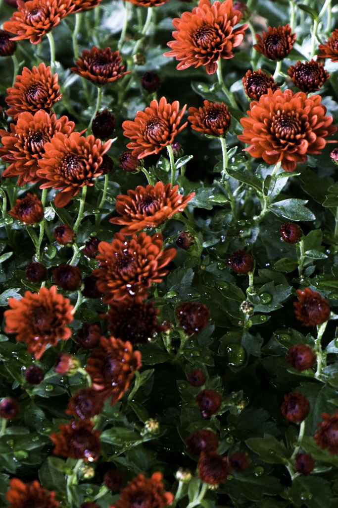 赤い小菊　満開