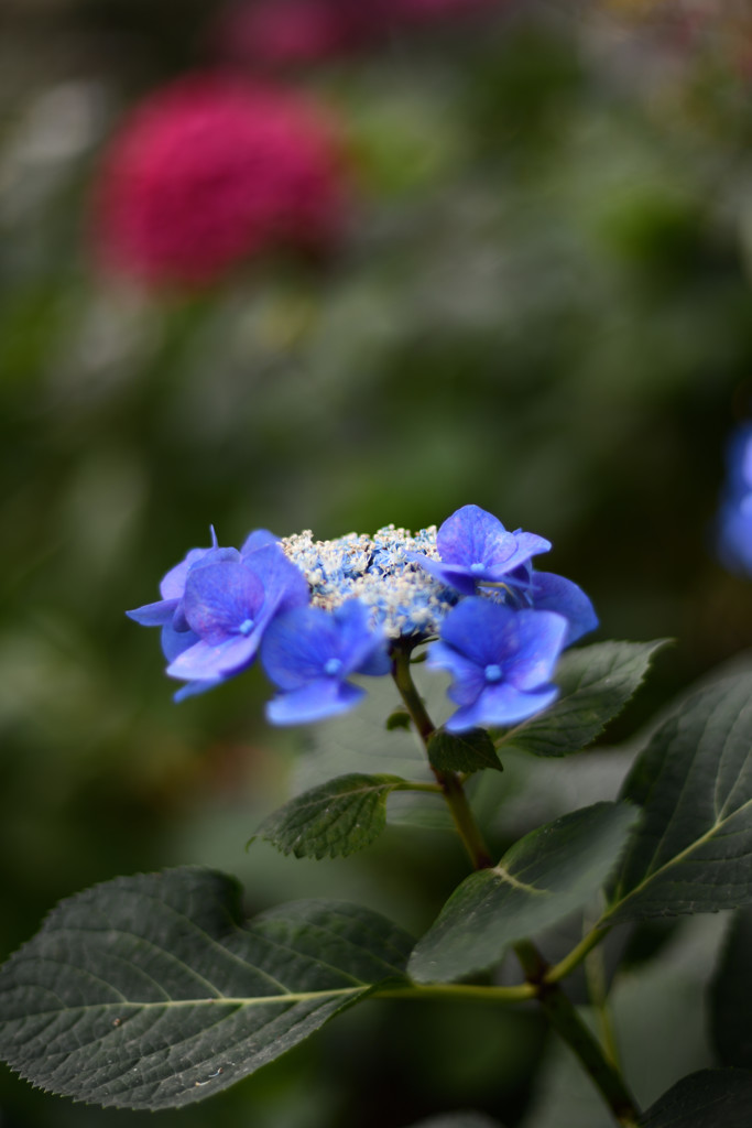 健気なBlue一輪