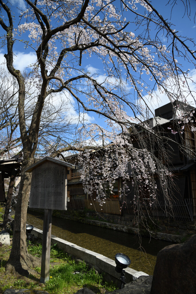 祇園白川　しだれ桜