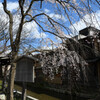 祇園白川　しだれ桜